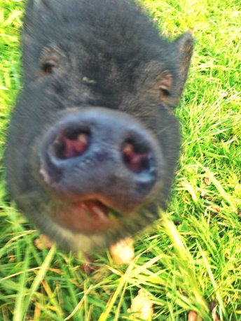 Island Pig