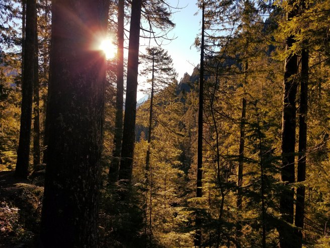 Light through the trees