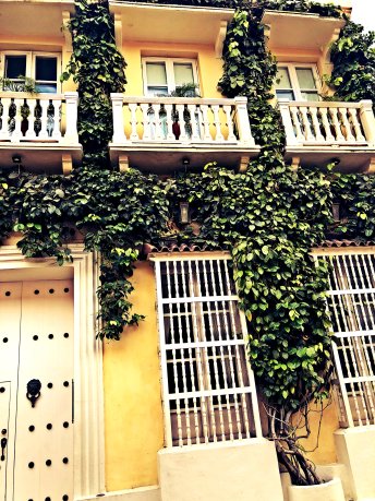 Ivy Knocker